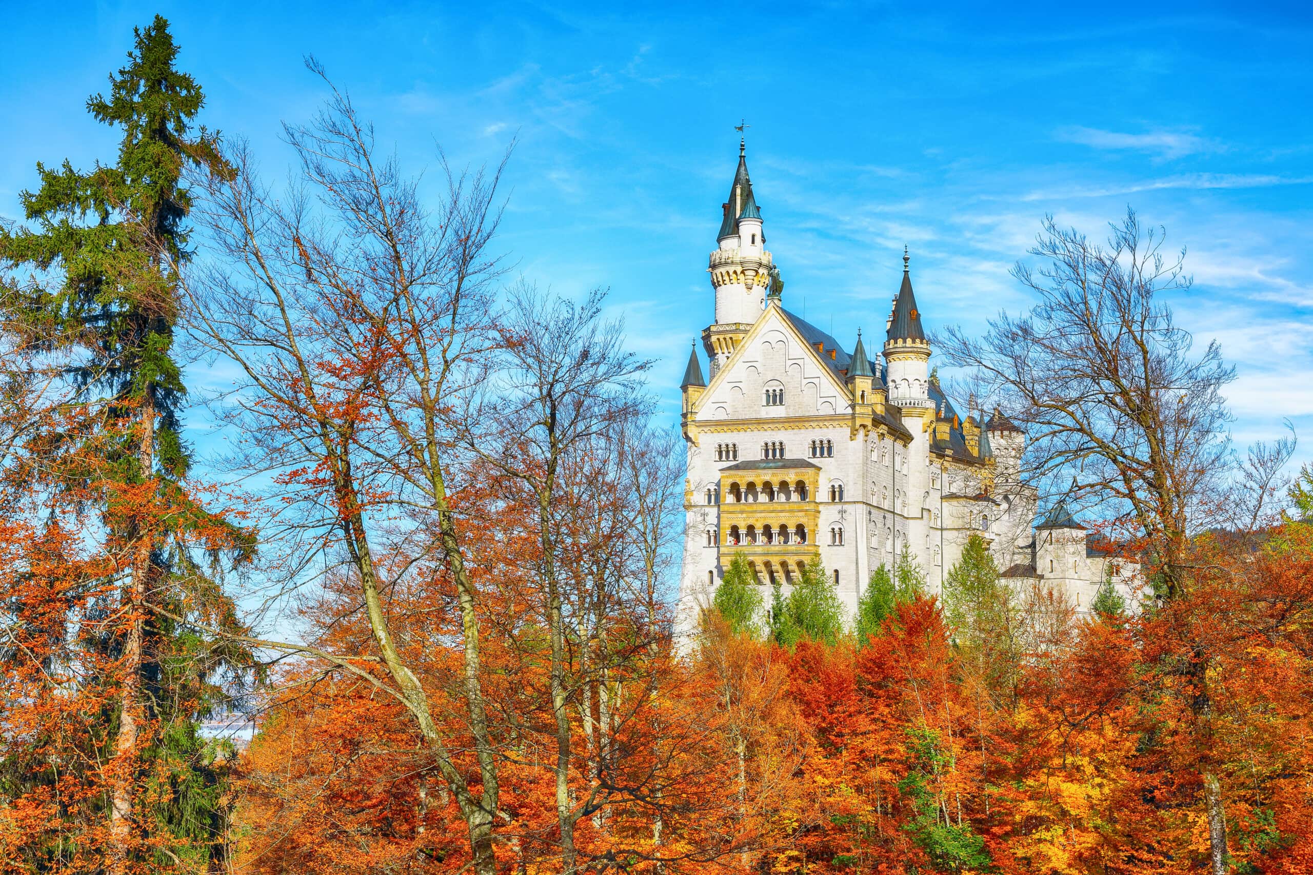 The upper floors and spires of the Neuschwanstein Palas rising above autumn beech and spruce on the slope below the castle The upper floors and spires of the Neuschwanstein Palas rising above autumn beech and spruce on the slope below the castle