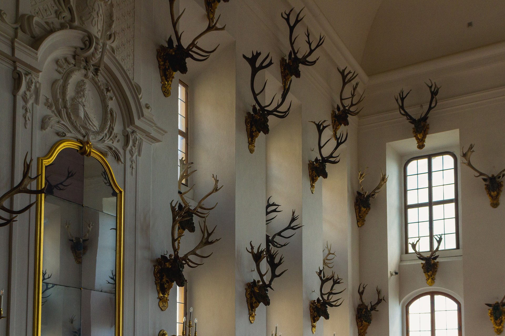 Moritzburg Castle 5 The Speisesaal at Moritzburg Castle, with red-deer antler trophies mounted on the walls between tall arched windows and a long banquet table set with porcelain