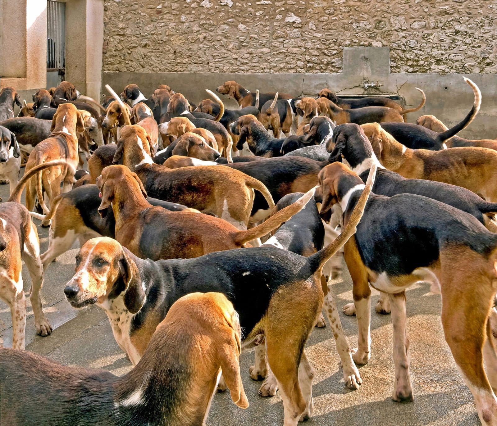 Château de Cheverny 10 Grand Anglo-Français Tricolore hounds in the kennel yard at Château de Cheverny
