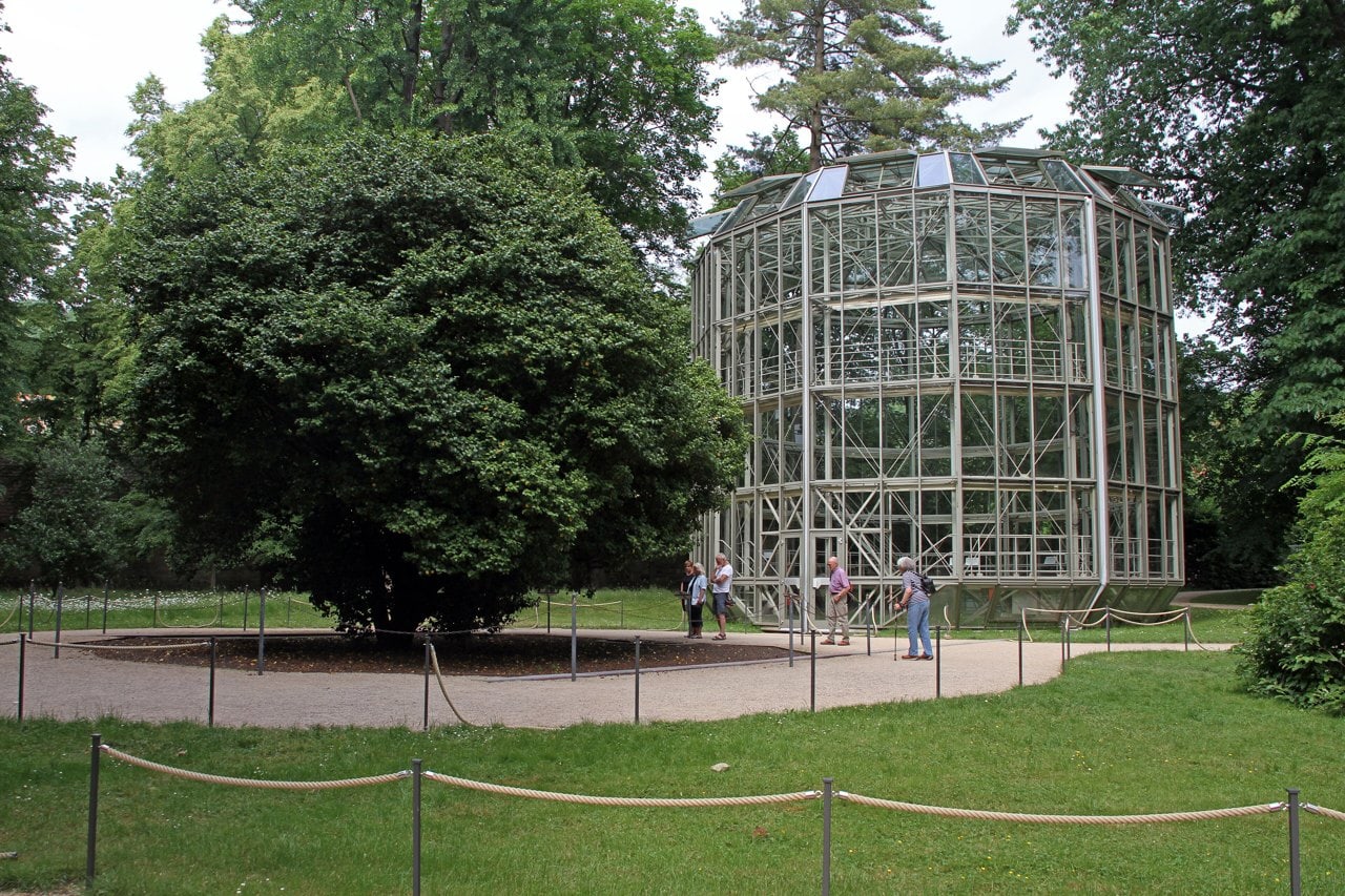 Pillnitz Castle 6 The Pillnitz Camellia beside its movable glass house in the park