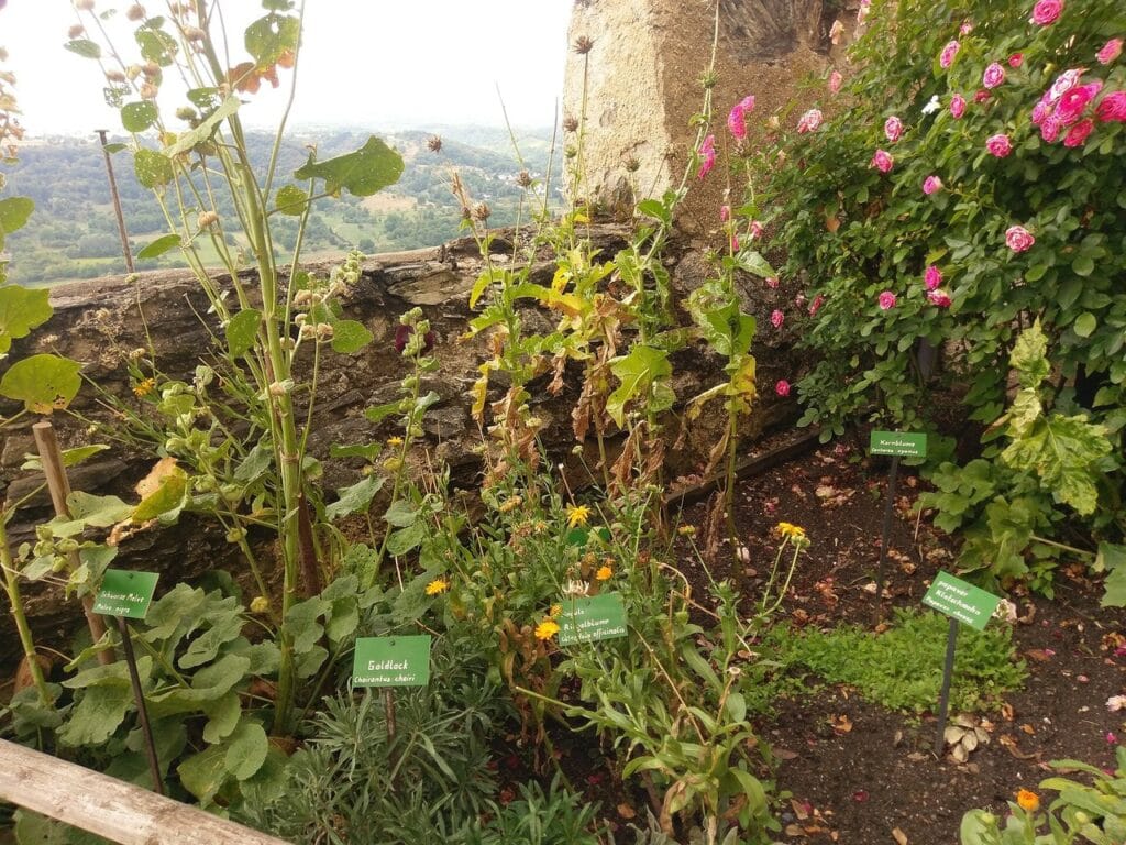 Herb beds with planting labels at Marksburg, the wooded valley beyond the wall
