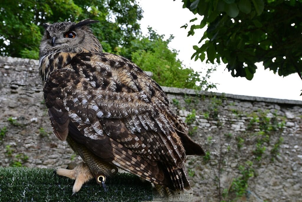 Dunrobin Castle 4 A large brown ear-tufted owl with orange eyes standing on a low padded perch on clipped grass, with a coursed rubble wall and a hedge behind.