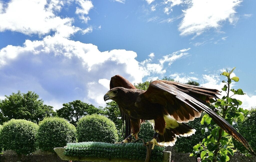 Dunrobin Castle 3 A brown hawk with chestnut shoulders and fully spread wings dropping onto a low turf-topped block perch, blue sky with white cloud above and rounded clipped topiary behind.