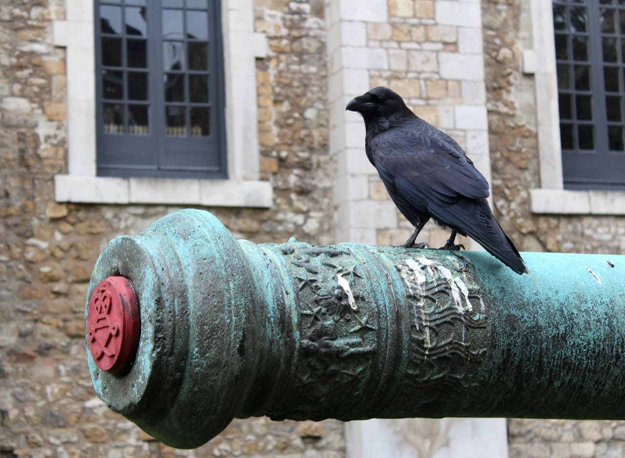 A raven perched on the barrel of a green-patinated bronze gun, in front of a stone building.